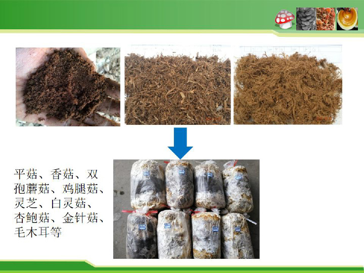 食用菌栽培料瞬時爆破滅菌新技術(shù)及平菇栽培應用-18.jpg